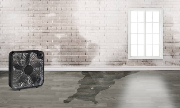 Best Water damage contractors near me  in Campbell, MO